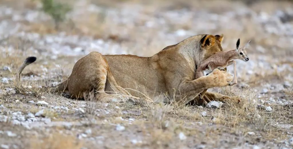 भोकलाई मातृत्वले जित्यो : जब सिंहनीले कृष्णसारको बच्चा हुर्काउन थाले